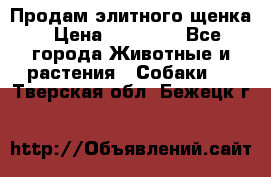 Продам элитного щенка › Цена ­ 30 000 - Все города Животные и растения » Собаки   . Тверская обл.,Бежецк г.